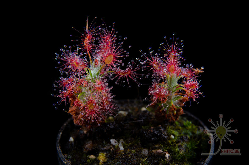 Drosera gibsonii