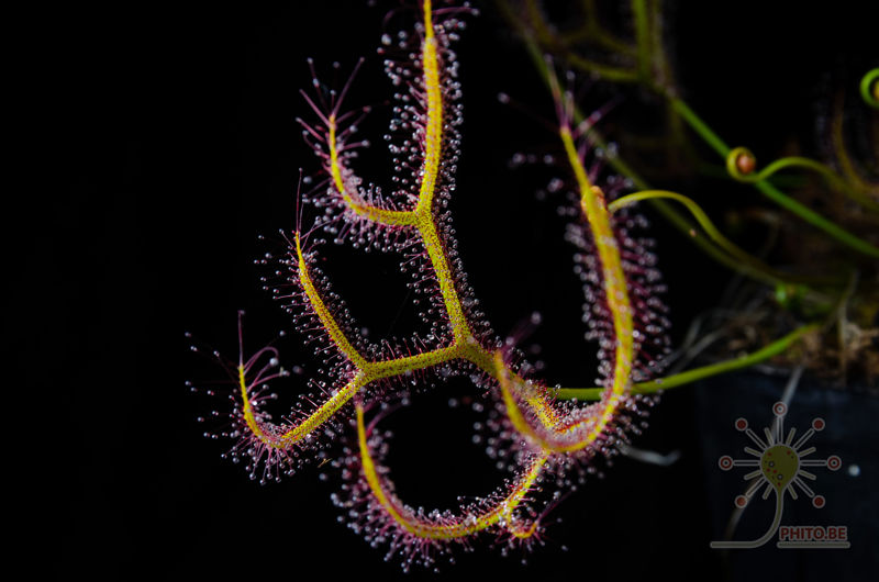 Drosera binata var. multifida