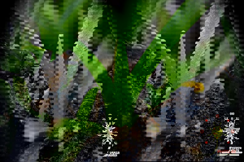 Drosera murfetii “Giant form”