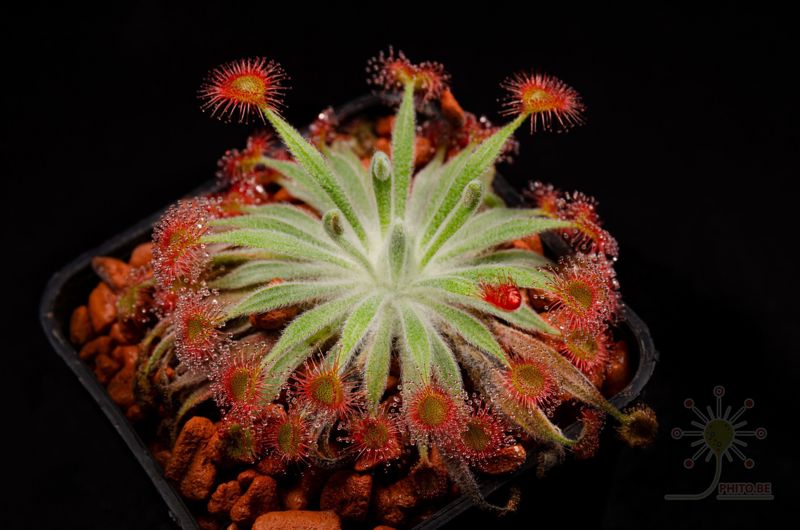 Drosera ordensis