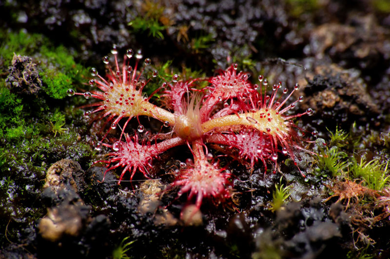 Drosera kaieteurensis