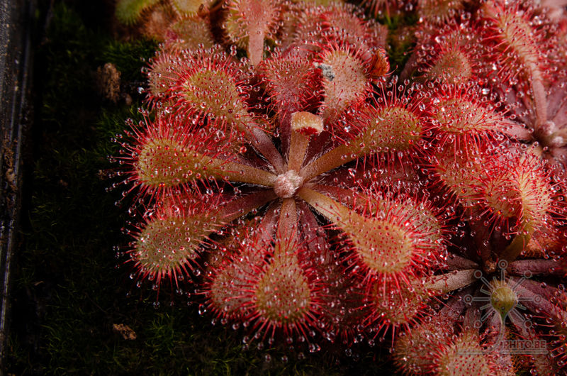 Drosera natalensis