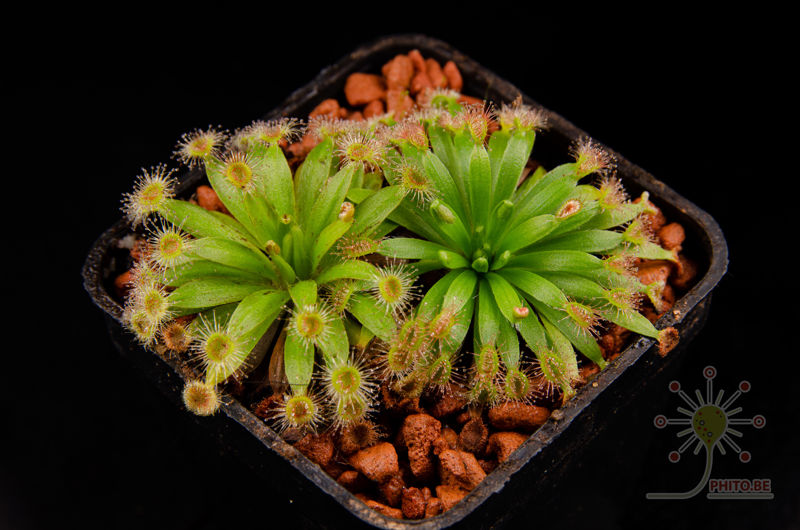 Drosera fulva