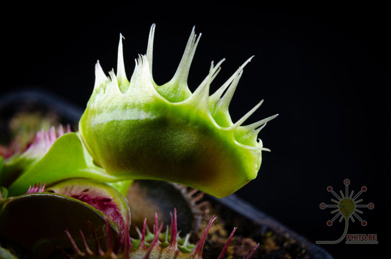 Dionaea muscipula “Fused Tooth Extreme”