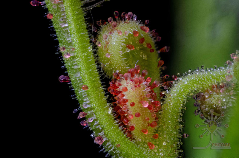 Drosera cucullata
