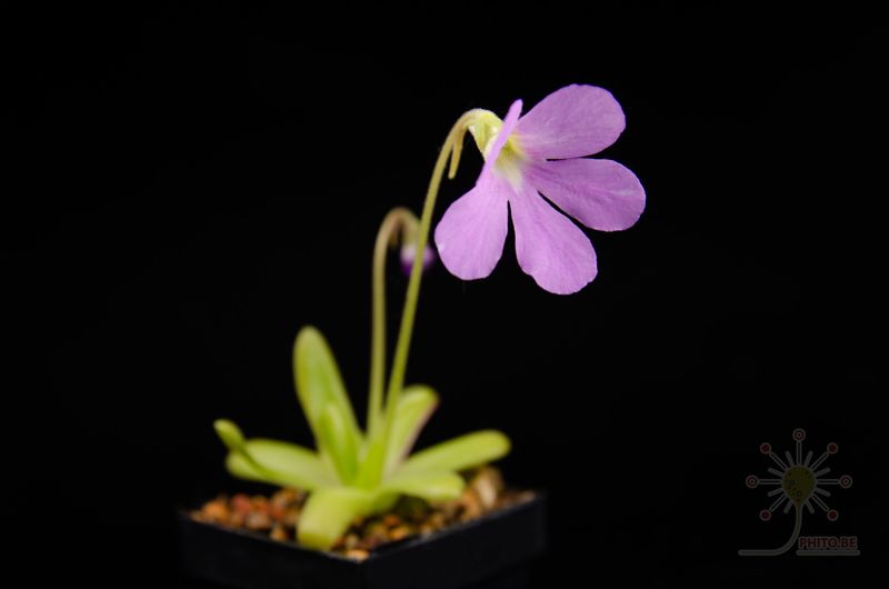 Pinguicula x “Aphrodite”