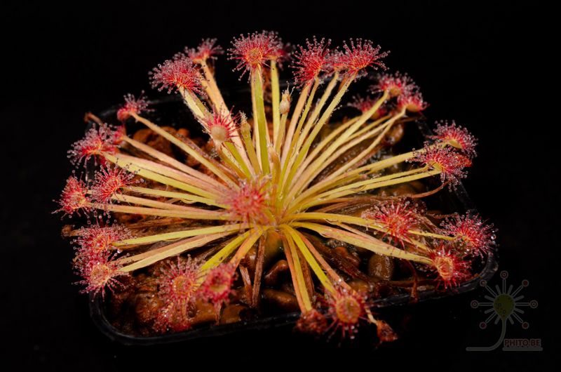 Drosera petiolaris