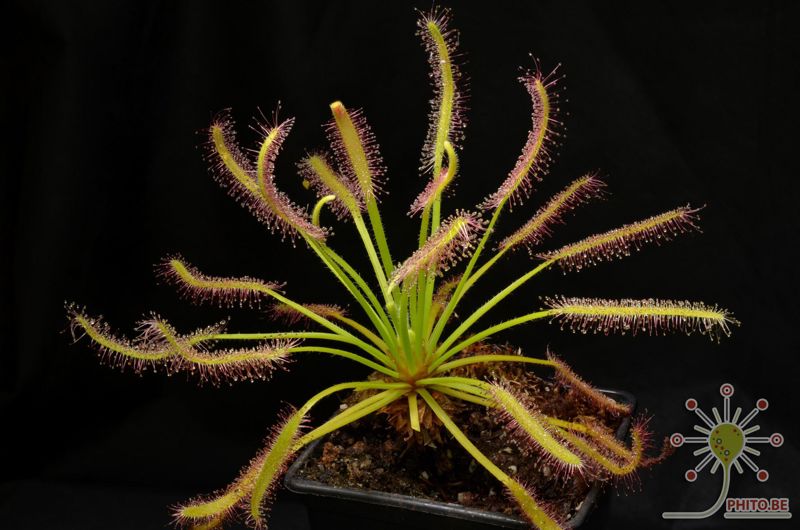 Drosera capensis “Albino”