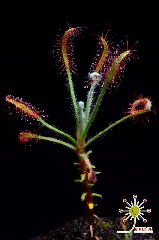 Drosera chrysolepsis