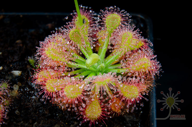 Drosera capillaris “Emerald’s Envy”