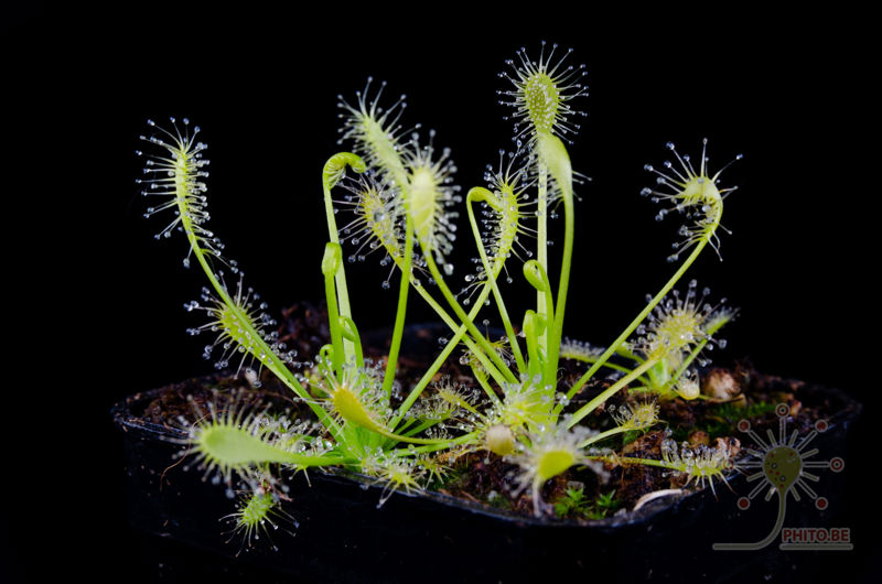 Drosera intermedia “anthocyanin free”