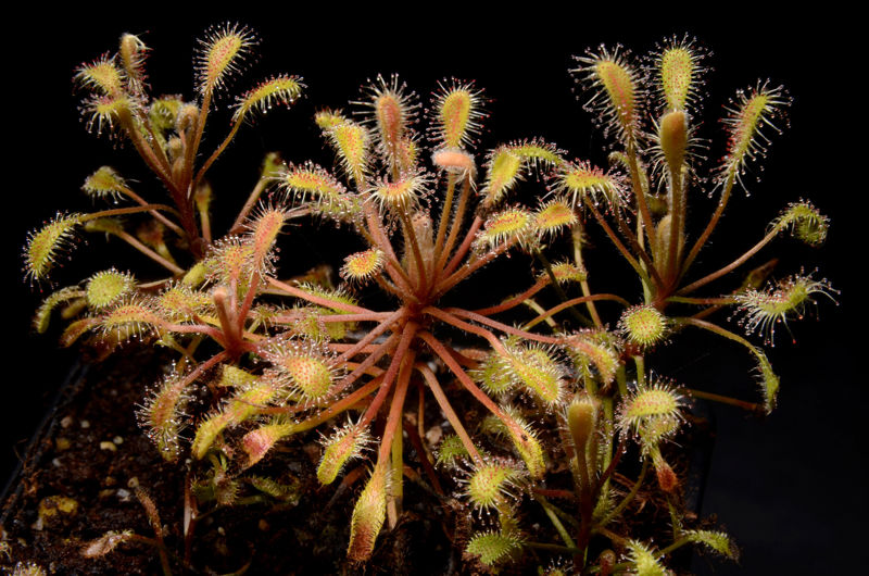 Drosera curvipes