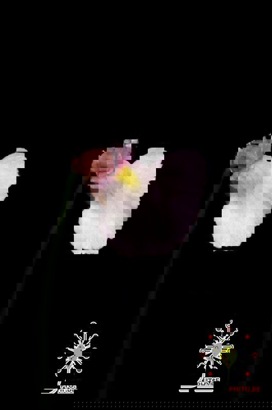 Utricularia rostrata