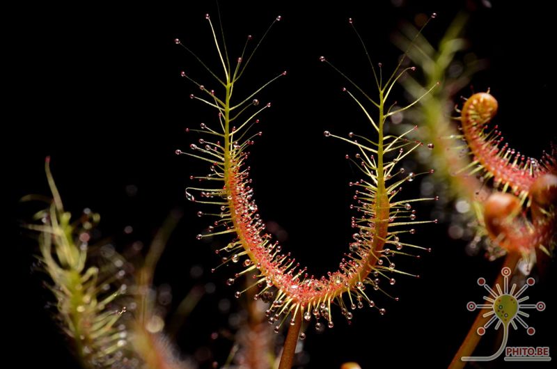 Drosera binata “Golden Green”