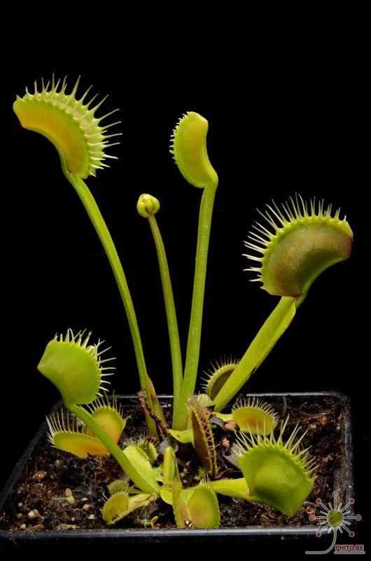 Dionaea muscipula