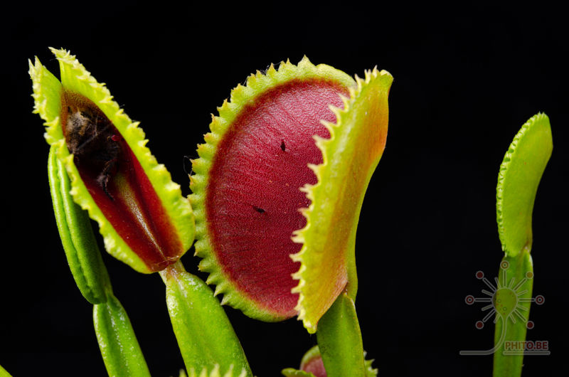 Dionaea muscipula “Vitiligo”