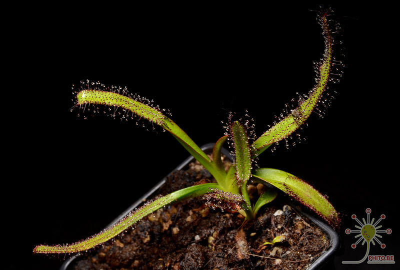 Drosera murfetii