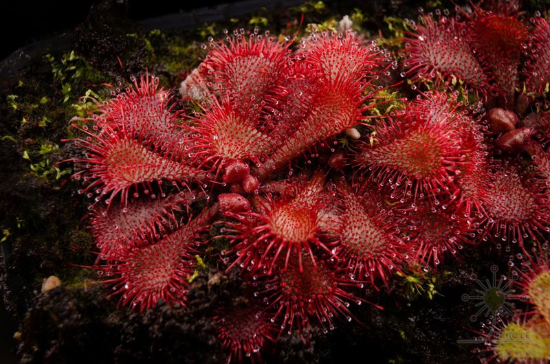 Drosera brevifolia