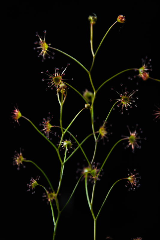 Drosera zigzagia