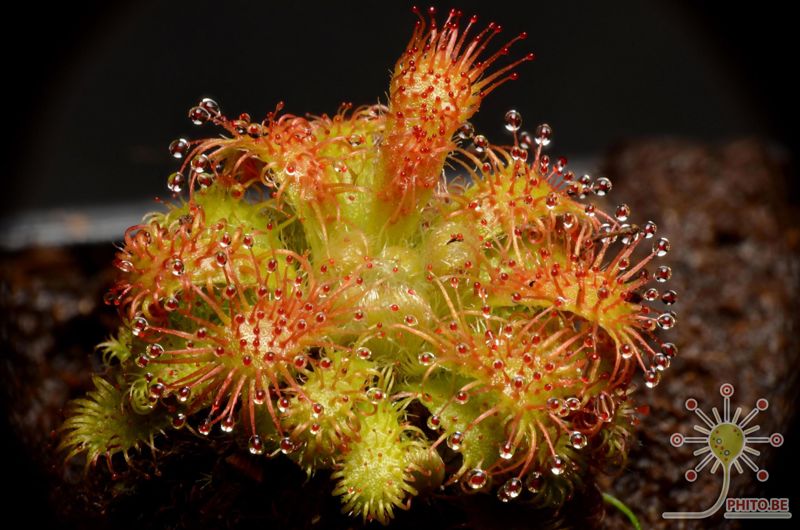 Drosera hirticalyx