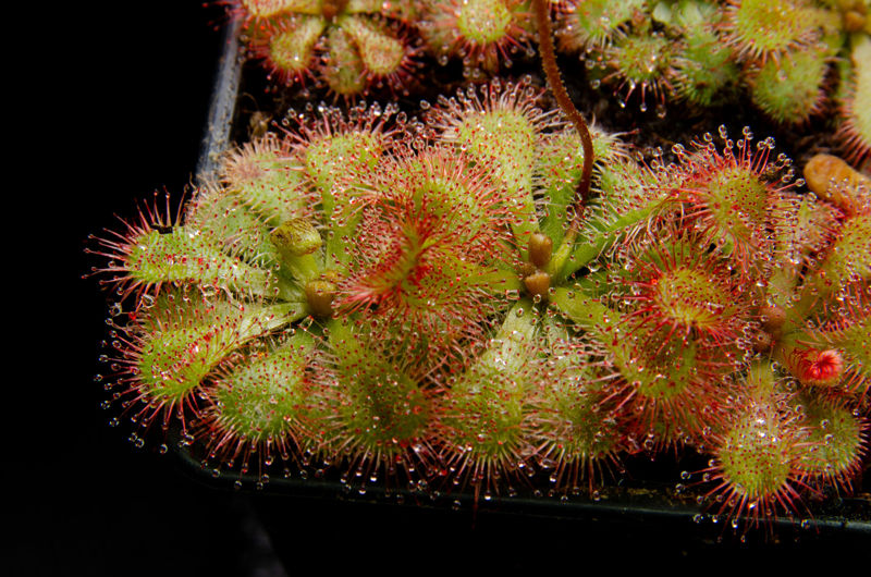 Drosera sp. “Pretty Rosette”
