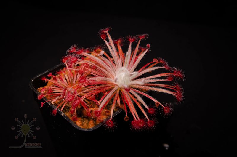 Drosera aff. lanata