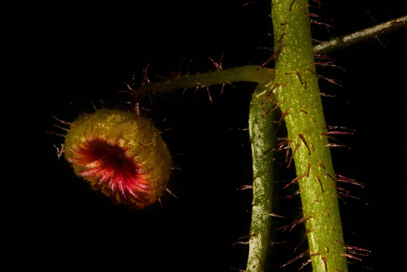 Drosera indumenta