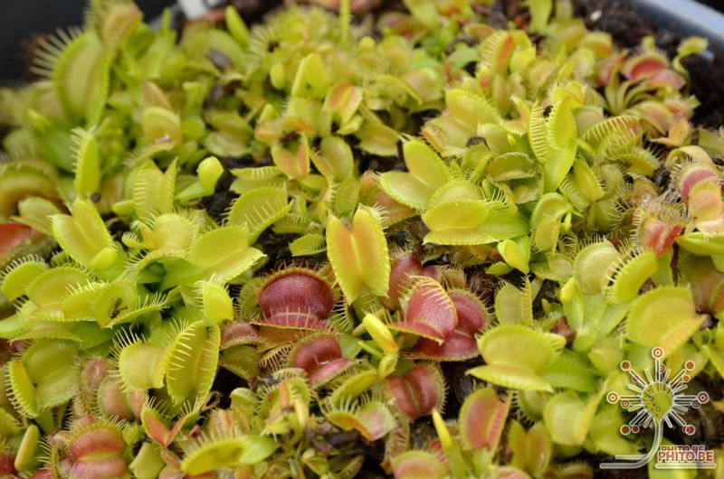 Dionaea muscipula “Galaxy”