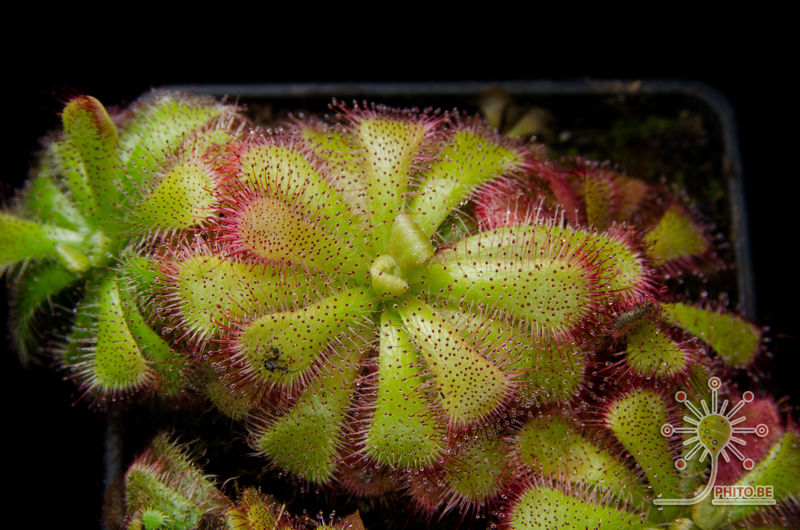 Drosera admirabilis