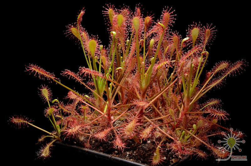 Drosera intermedia “Carolina Giant”