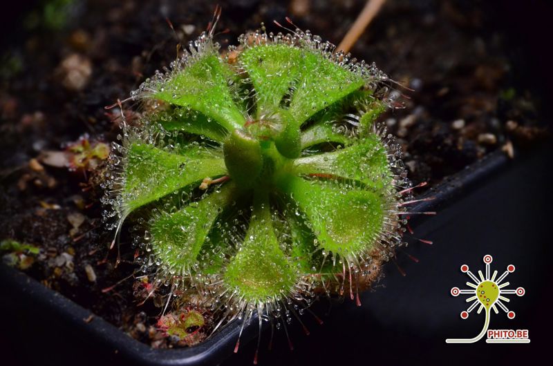 Drosera burmannii “Green”