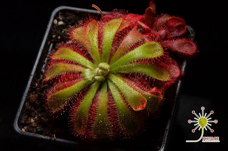 Drosera aliciae