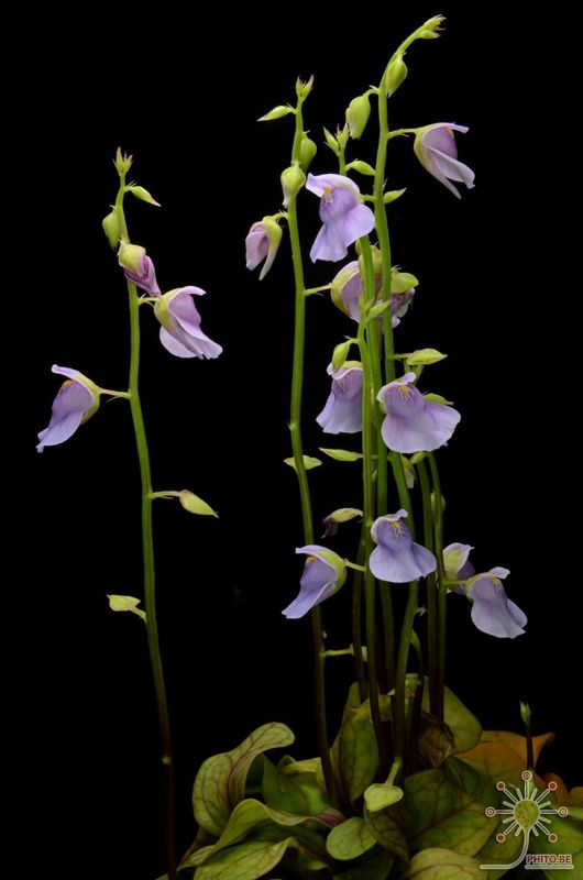 Utricularia calycifida