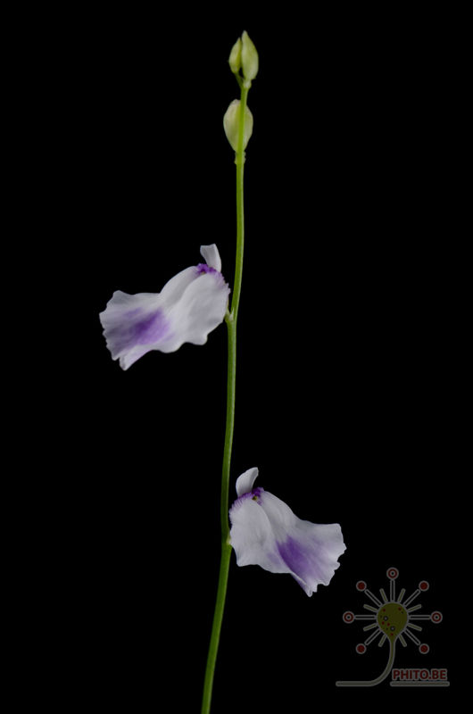 Utricularia livida “large form”