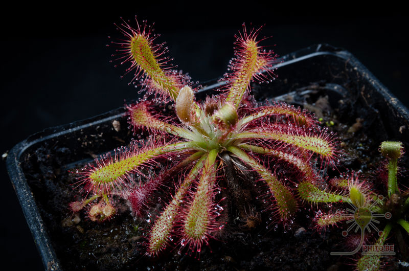 Drosera ultramafica