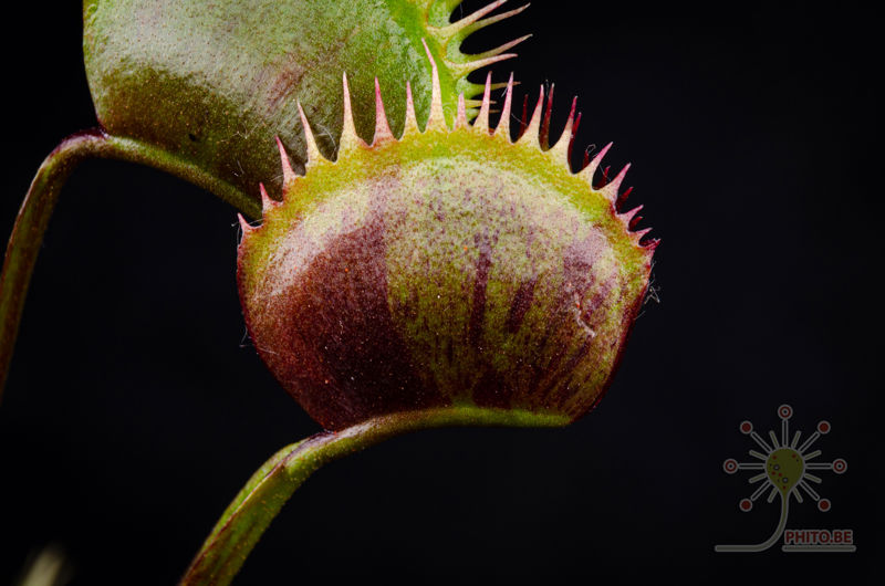 Dionaea muscipula “Spotty”