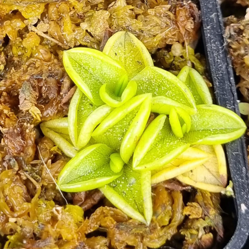 Pinguicula antartica