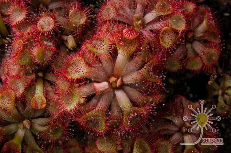 Drosera rubrifolia