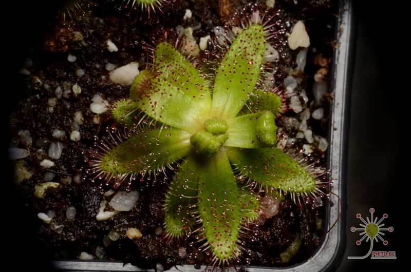 Drosera zeyheri