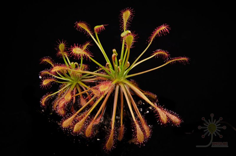 Drosera intermedia