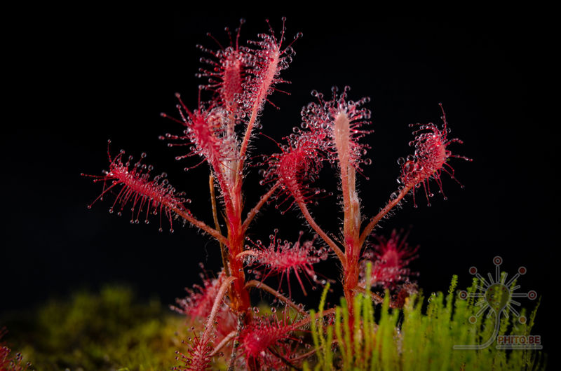 Drosera grantsaui