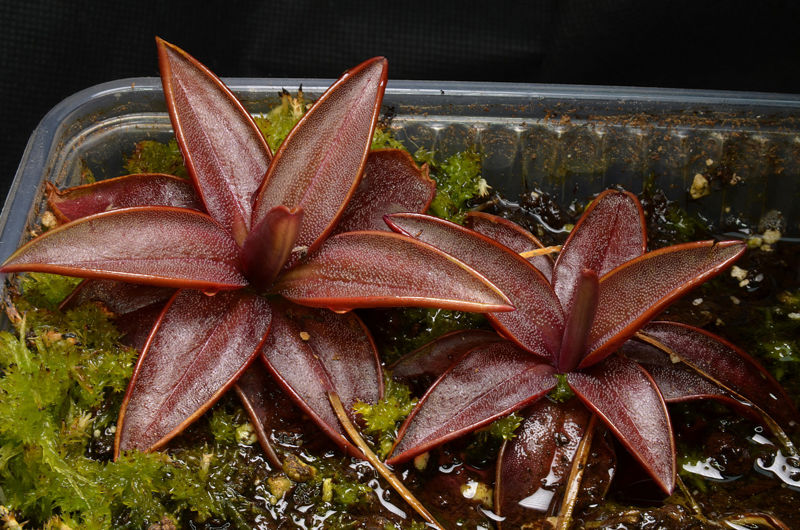 Pinguicula planifolia