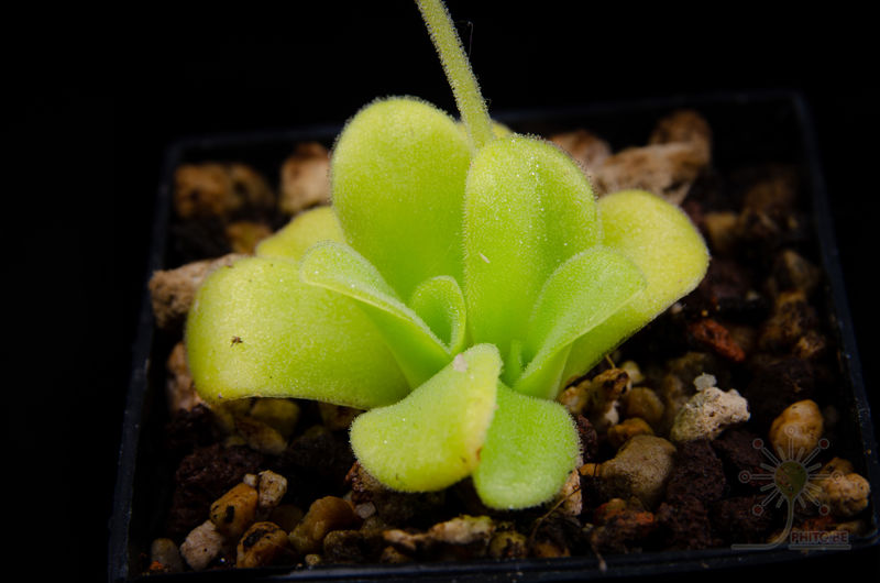 Pinguicula agnata