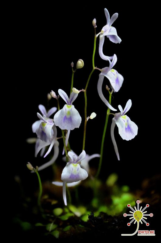 Utricularia sandersonii