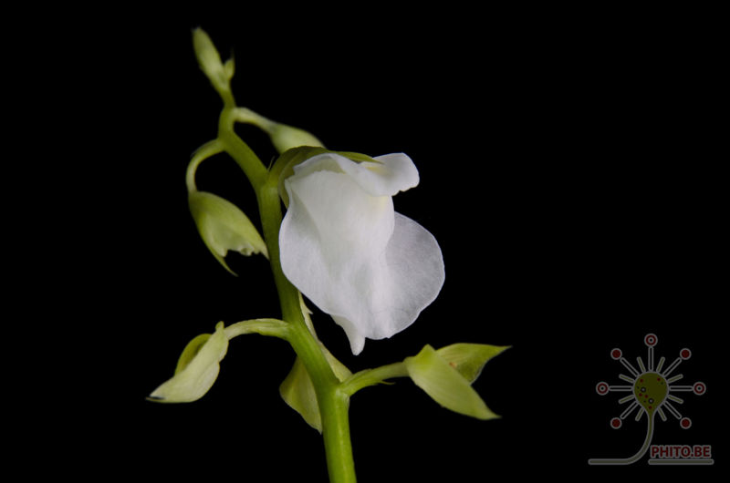 Utricularia calycifida “Lavinia Whateley”