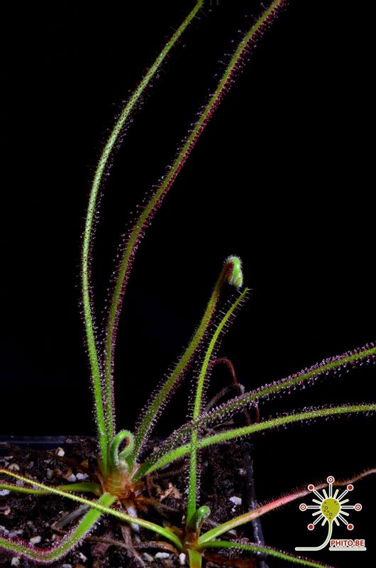 Drosera spiralis