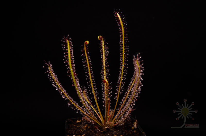 Drosera x “Hybrida”
