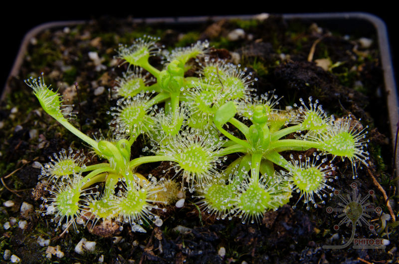 Drosera rotundifolia “anthocyanin free”