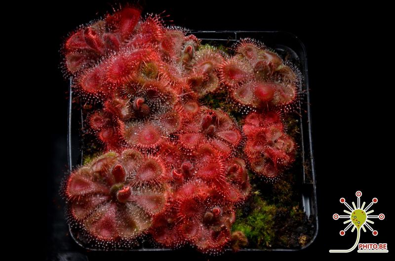 Drosera burmannii