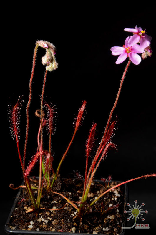 Drosera camporupestris